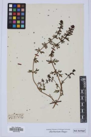 Teucrium