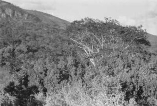 Landschaft : Blick über die Vegetation der Usamabara-Berge.