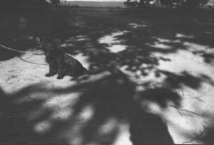 Hund an der Leine in Dresden-Laubegast