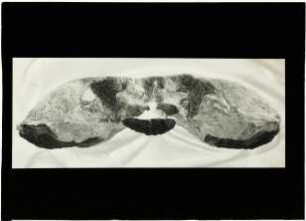 Capitosaurus fronto H.v.M.
