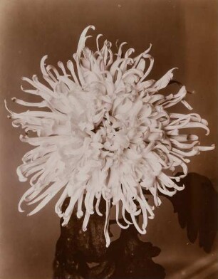 Chrysantheme