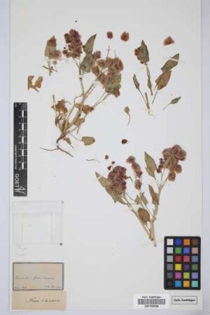 Rumex spec.