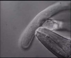 Trichodorus similis (Nematoda) - Reaktion der Protoplasten von Wurzelhaaren (Nicotiana tabacum) auf den Saugvorgang