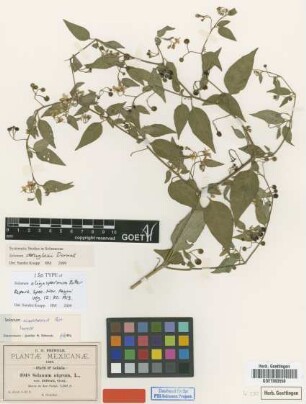 Solanum nigrum L. var. dillenii A.Gray
