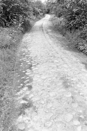 Mollhagen: Viehkatenstraße nach Sprenge: mit Pflasterung: beiderseits Büsche, Bäume, Wildblumen