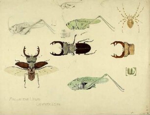 unbenannt [Studienblatt: Insekten]