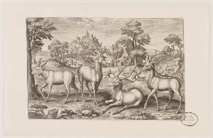 Hirsche aus (Animalium Qvaddrupedum)