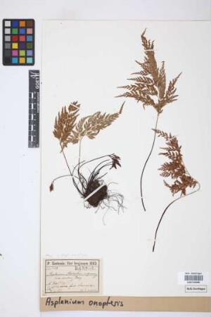 Asplenium onopteris