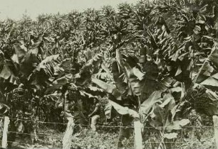 Brasilien, Bananenpflanzung