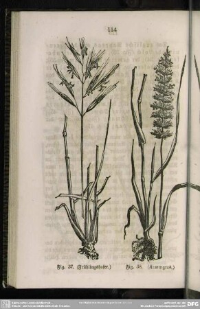 Fig. 37. (Frühlingshafer) / Fig. 38. (Kammgras)