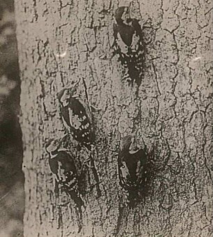 Friedrichsmoor, Mecklenburg-Vorpommern. Mittelspecht (Dendrocopus medius, früher auch: Dryobates medius), ausgeflogene Jungvögel