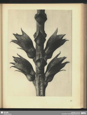 Physostegia virginiana