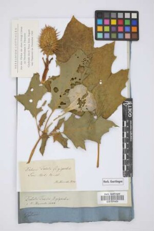 Datura Tatula B. gigantea