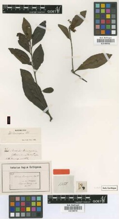 Ardisia cumingiana A.DC.