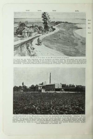 Zuckerrübenfeld in der Magdeburger Börde mit Zuckerfabrik und Wohngebäude. Lößartiger Boden