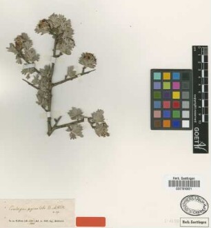 Crataegus pycnoloba Boiss. & Heldr. [type]