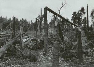 Moritzburg-Radeberger Platte: Massenei bei Arnsdorf. Starke Sturmschäden im Kiefern- und Fichtenstangenbestand 4.VII.1929