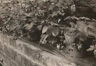 Erdbeertreiberei (Fragaria)