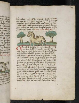 Kamel; (Teil III A: Von den Tieren, die auf der Erde gehen)