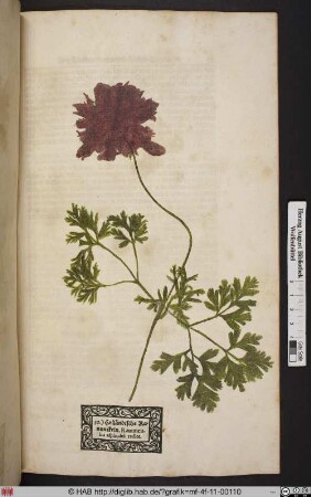 Holländische Ranunckeln. Ranunculus asphodeli radice.