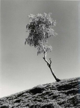 Windschiefer Baum