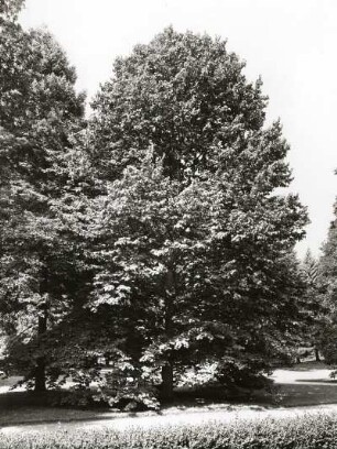 Baum-Hasel (Corylus colurna), auch Türkische Hasel in Dresden-Pillnitz