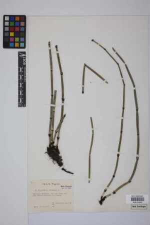 Equisetum hyemale hyemale L.