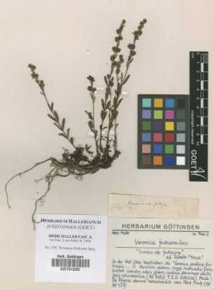 Veronica fruticans Jacq.
