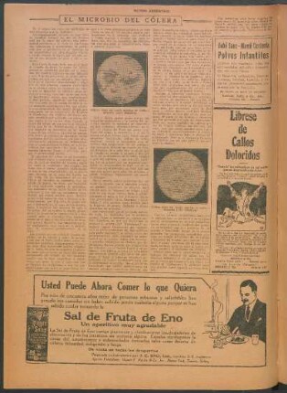 El microbio del cólera