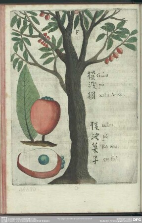 F. Giam-Bo. Fructus