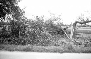 Denzlingen: Sturmschäden, gebrochener Baum