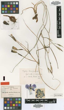 Tigridia buccifera S.Watson [type]