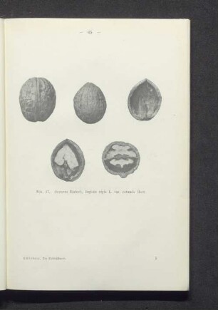 Walnuß, Juglans regia L. var. rotunda Hort.