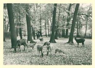 Tierpark Berlin. Ausschnitt aus dem Gehege mit Axishirschen und Pferdehirschen.
