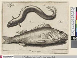 Anguilla; Ael; Perca; Baers [Aal und Barsch; An Eel and a Perch]