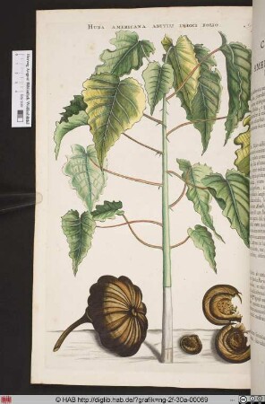 HURA AMERICANA ABUTILI INDICI FOLIO.
