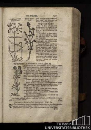 Cap. 88. Rheinblumen, Amaranthus luctus.
