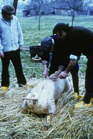 Zerteilung eines Schweins