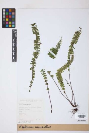 Asplenium monanthes