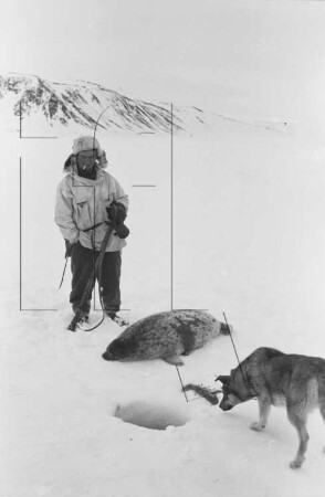 Eis vor dem Südabfall Kap Lovén : Robbenjagd (Heinz Schneider)