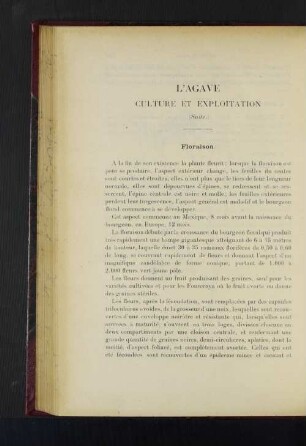 L'Agave Culture Et Exploitation.