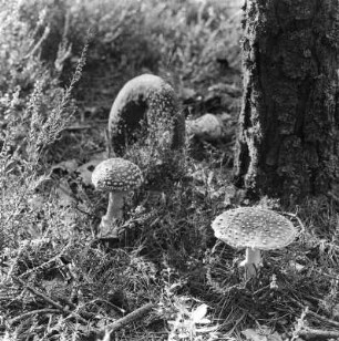 Fliegenpilze