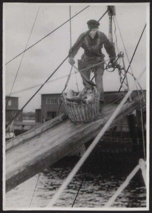 Beim Löschen des frischen Fangs am Fischereihafen Hamburg-Altona
