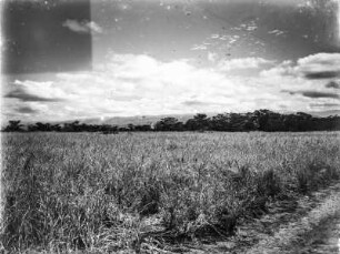 Savannenlandschaft : Grasvegetation in der Savanne