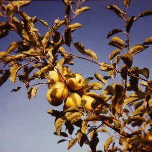 Äpfel