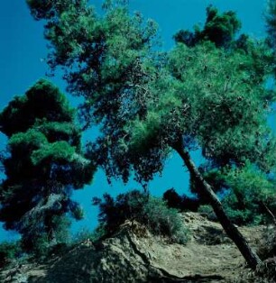 Skopelos. Seekiefern