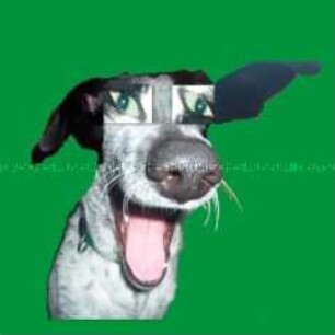 Hund mit montierten Augen vor grünem Hintergrund (Altersgruppe NL)