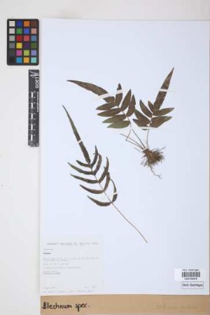 Blechnum