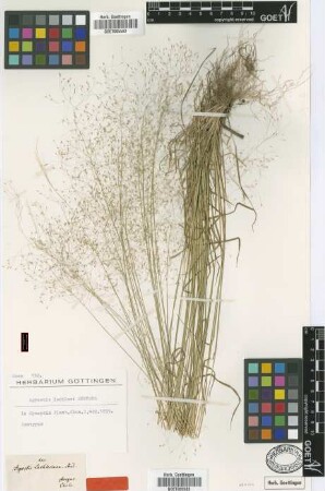 Agrostis lechleri Steud. [isotype]