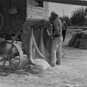 Auf dem Druschplatz der Landwirtschaftlichen Produktionsgenossenschaft„Georgi Dimitroff“ in Razhevo Konare